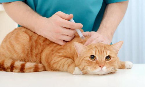 Downloader-La-386018 Medications for Your Pets