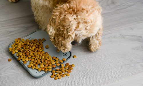Downloader-La-555918 Pet-Friendly Flavors